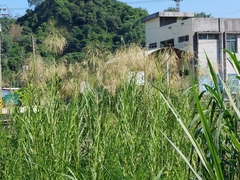 Phragmites karka