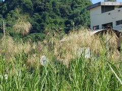 Phragmites karka