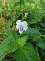 Asystasia intrusa