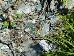 Melitaea