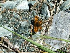 Melitaea