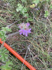Pelargonium capitatum