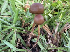 Psilocybe subtropicalis