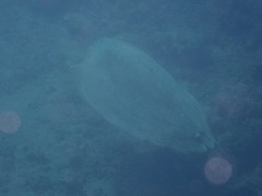 Eretmochelys imbricata