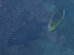 Cephalopholis argus