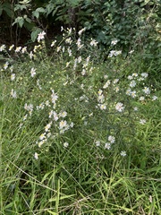 Boltonia asteroides