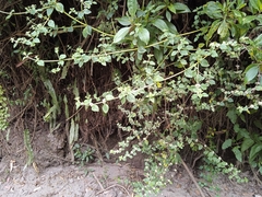 Minthostachys mollis