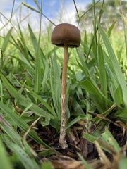 Psilocybe subtropicalis