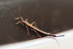 Idolothrips spectrum