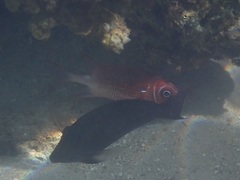 Sargocentron caudimaculatum