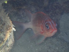 Sargocentron caudimaculatum