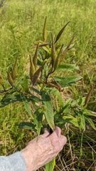 Asclepias incarnata