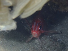 Sargocentron caudimaculatum