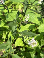 Symphyotrichum urophyllum