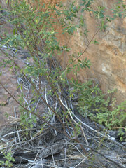 Boronia lanceolata