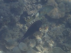 Acanthurus nigrofuscus