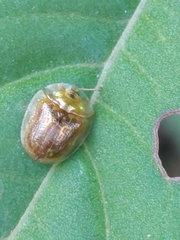 Cassida obtusata