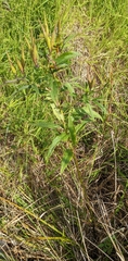 Asclepias incarnata