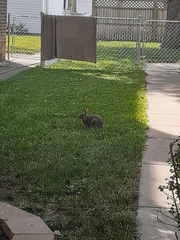 Sylvilagus floridanus