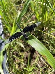 Erythrodiplax funerea