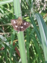 Thespieus macareus