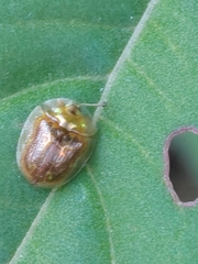 Cassida obtusata