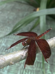 Neurothemis ramburii
