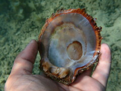 Spondylus