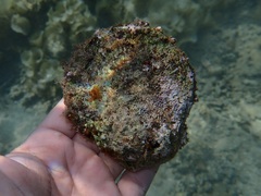 Spondylus