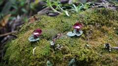 Corybas sinii