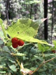 Prosartes hookeri