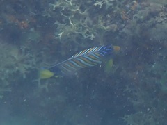 Pygoplites diacanthus