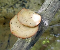 Cerioporus leptocephalus