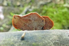 Cerioporus leptocephalus