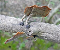 Cerioporus leptocephalus