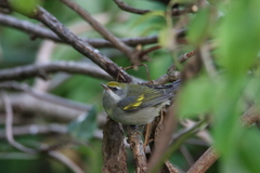 Vermivora chrysoptera