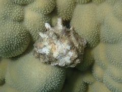 Muricidae