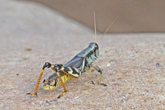 Melanoplus eumera