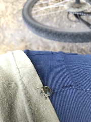 Chlorochroa