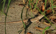 Sceloporus consobrinus
