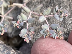 Euphorbia micromera