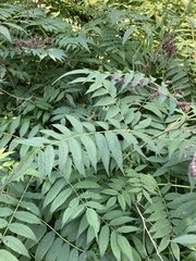 Sorbaria sorbifolia