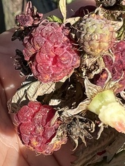 Aculeastrum americanum