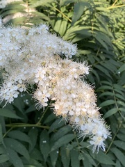 Sorbaria sorbifolia