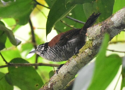 Bay Wren (Cantorchilus nigricapillus), photo 7