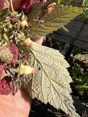 Aculeastrum americanum