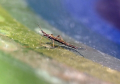 Idolothrips spectrum