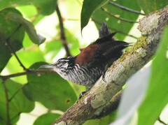 Cantorchilus nigricapillus