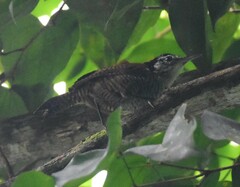 Cantorchilus nigricapillus