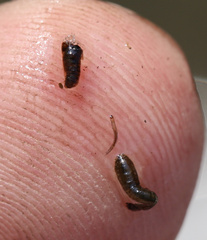 Simuliidae
